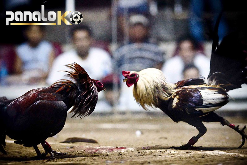 Concept of Cambodian cockfighting