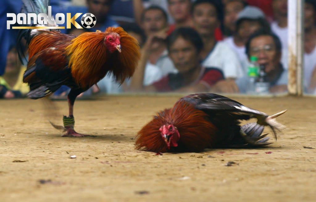 Learn the rules and regulations of Cambodian cockfighting