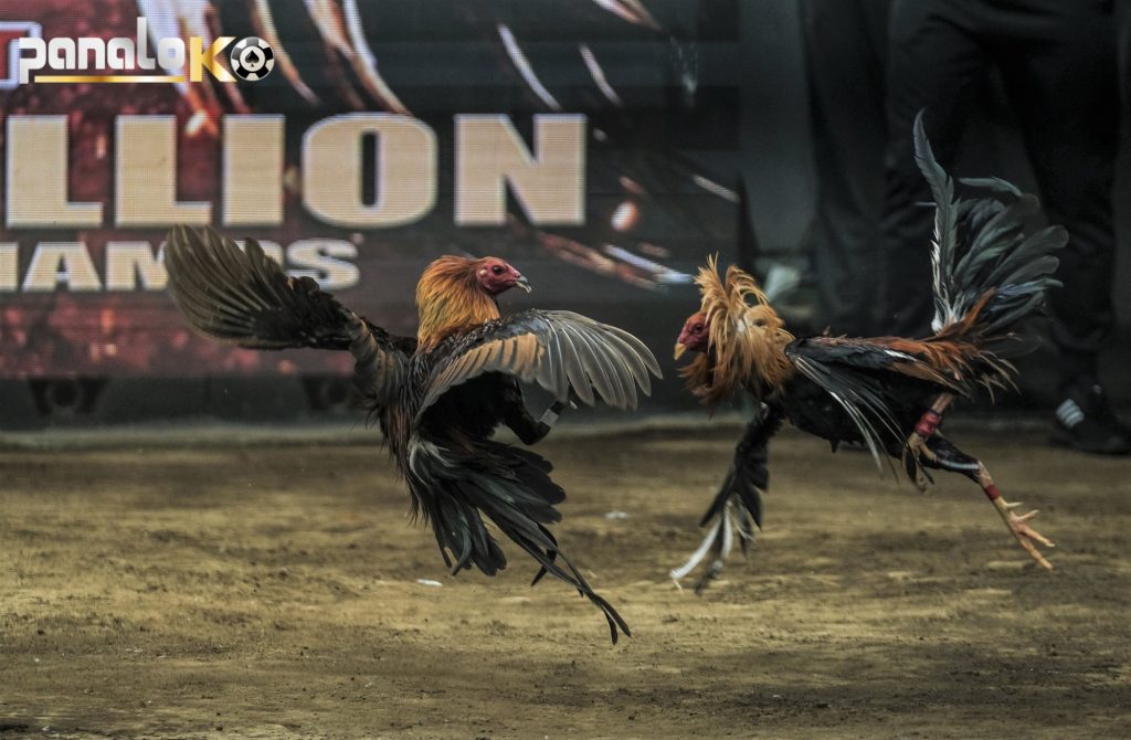 Gain experience playing undefeated Cambodian cockfighting