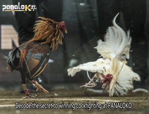 cockfighting